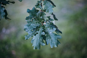 Closeup of Oak Leaves - 250898875