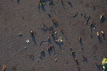 Asphalt texture or background with the fallen leaves and sticks