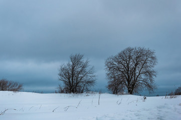 Winter landscape with bald trees in the snow field