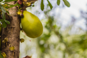Huge green fruits on Calabash tree (Crescentia cujete) at the public park. Crescentia cujete, known as the Calabash Tree, is species of flowering plant that is native to America and Africa.