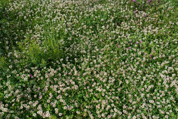 white clover wild meadow flowers in field. Nature vintage summer autumn outdoor photo background