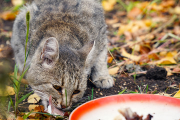 Cat eating its food on the background of autumn leaves
