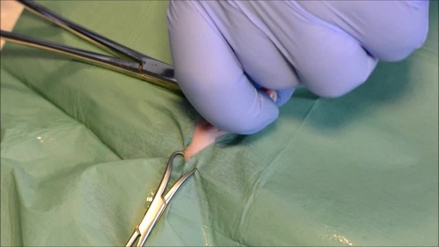 Male cat orchiectomy, cat castration