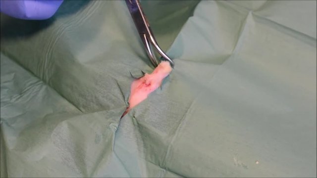 Male cat orchiectomy, cat castration