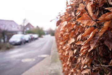 Shrub - a hedge with dry brown leaves is located along the sidewalk on a small street with cars parked near the houses, in a provincial European city.