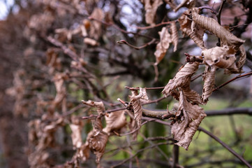 Dry leaves hung on the branches of the trees, in the park, all autumn and winter, and stayed until spring came.
