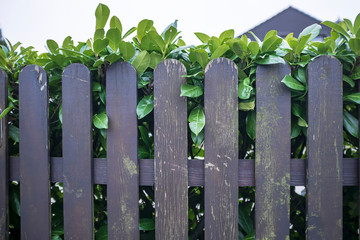 Wooden fence with peeling paint and behind it a hedge of green shrubs in the yard.