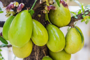 Huge green fruits on Calabash tree (Crescentia cujete) at the public park. Crescentia cujete, known as the Calabash Tree, is species of flowering plant that is native to America and Africa.