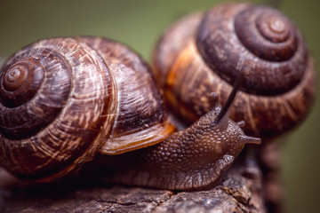 Couple of Grape snails crawling along the path in the garden