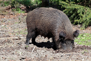 Wildschwein gräbt
