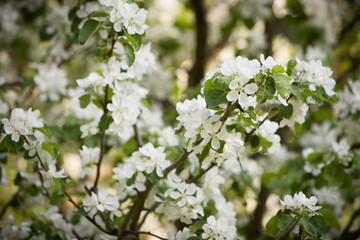 Spring blossom: branches of a blossoming apple tree on sky background. White apple tree flowers on nature background.