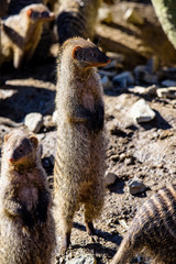 banded mongoose (Mungos mungo)