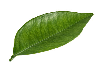 Obraz premium Green leaf isolated on white background with clipping path