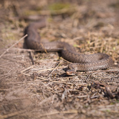Closeup of a viper creeping on dried grass on a sunny day. Poisonous snake, which is widespread in the European part.