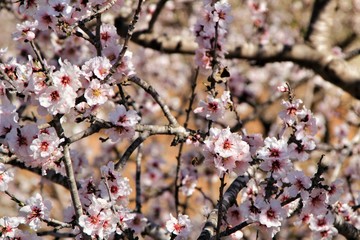 Almond trees in bloom