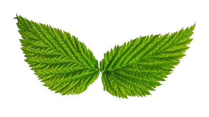 Green leaf isolated on white background with clipping path