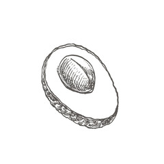 Avocado. Hand drawn illustrations. Tropical summer fruit engraved style illustration.