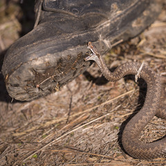 Closeup of a boot with a poisonous snake that is trying to pierce its sole. Viper common, dangerous poisonous snake, inhabits the European part.