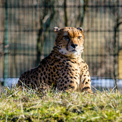 Cheetah in ZOO in Pilsen, Czech Republic