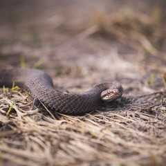 Closeup of a viper creeping on dried grass on a sunny day. Poisonous snake, which is widespread in the European part.