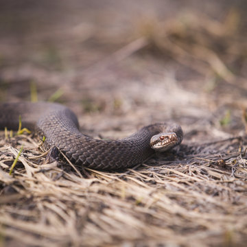 Closeup of a viper creeping on dried grass on a sunny day. Poisonous snake, which is widespread in the European part.