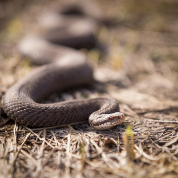 Closeup of a viper creeping on dried grass on a sunny day. Poisonous snake, which is widespread in the European part.