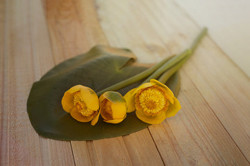 bouquet of yellow lotus water lilies with green leaf on wooden background. Flower composition