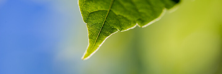 single green leaf of a plant on a blurred green and blue background on a sunny day.