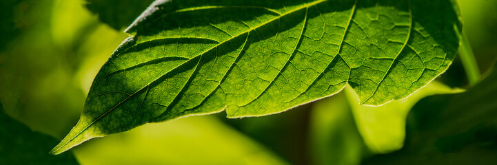 Green leaf of a plant lit by sunlight on a blurred background in the garden.