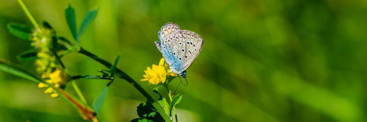 butterfly collects nectar on a yellow meadow flower on a sunny day.