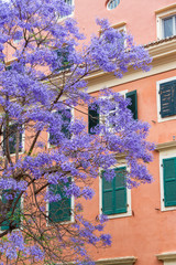 Jacaranda Tree in Corfu, Greece