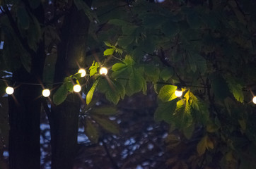 Light in a park tree at night