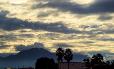 Early morning in Arizona. A silhouette of a tree palm with the hazy shadows Arizona, USA