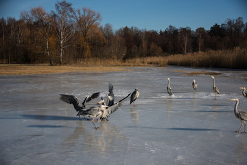 Obraz premium Urban herons on an icy lake in Stockholm, Swedish mall in background