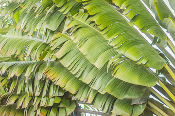 Banana fan leaves pattern background. Beautiful Texture of Traveller's tree (Ravenala madagascariensis Sonn) green leaves background.