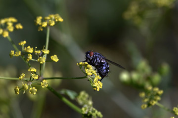 Fly pollinating a yellow flower