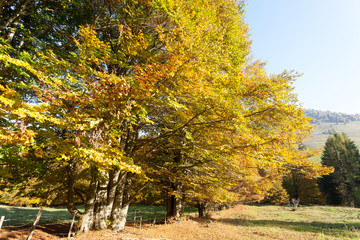Trees in autumn season background. Autumn lansdscape