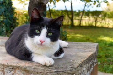 Black and white cat lying on a slate stone in the medow.