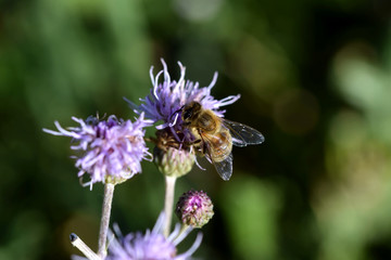 Honeybee pollinating a purple flower