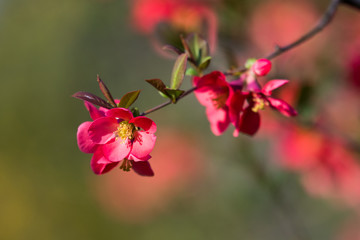 Details of red spring flowers on a branch, with blurred green background