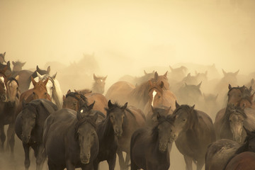 the old horses run out of dust in smoke