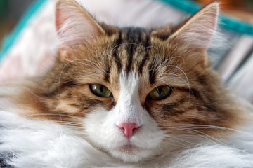 Portrait of a white and brown striped cat looking directly at the camera lens