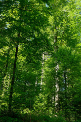 Wald aus Rotbuche, Schellerhau, Sachsen, Deutschland