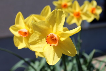 Narcissus or Daffodil or Daffadowndilly or Jonquil perennial herbaceous bulbiferous geophytes plants with bright yellow flowers planted in local garden on warm sunny spring day