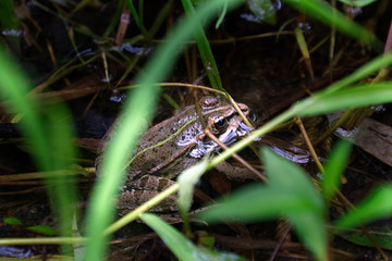 Frog in a swamp environment