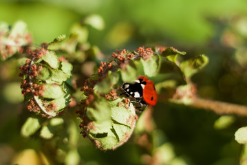 Ladybug was hiding between the leaves of a fern