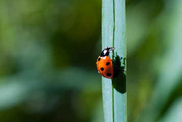 Ladybug climbs a blade of grass up on a green background, casts a shadow