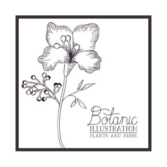 botanic illustration label with plants and herbs