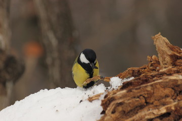 great tit in snow