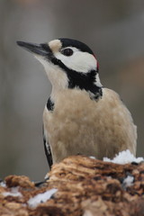 woodpecker